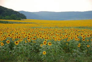 Bulgaria/Sunflowers_DSC_0535.JPG