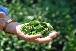 Iran-Caspian/TeahandclosupDSC_0226.JPG Iran-Caspian/TeahandclosupDSC_0226.JPG